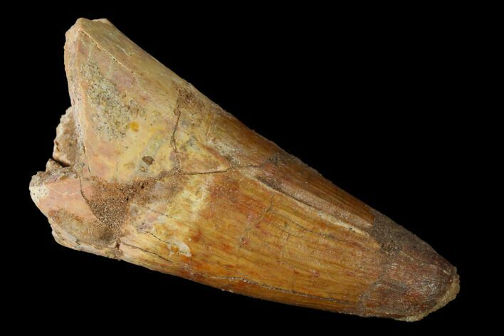 Huge, Cretaceous Fossil Crocodile Tooth - Morocco #141794